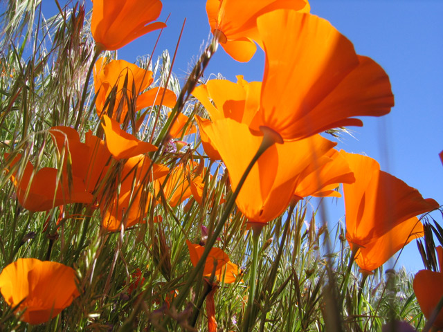 -poppies-original-