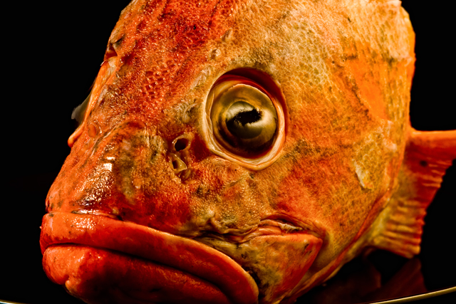 IMG_8433-fish-640.jpg