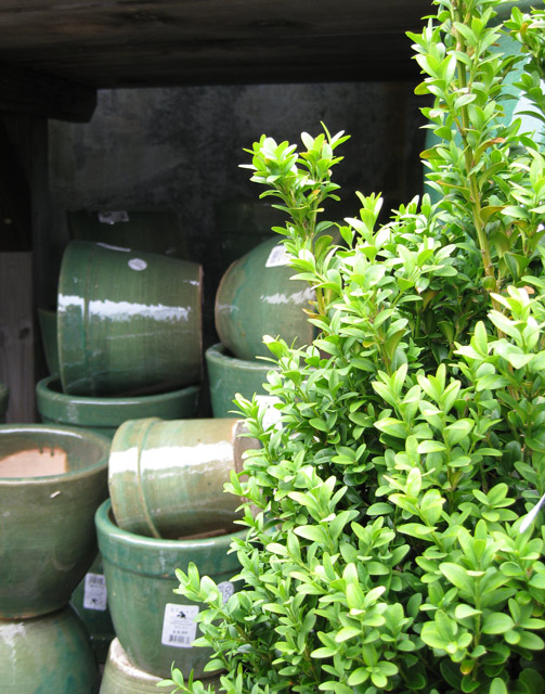 IMG_1236-green-pots-ORIGINAL-640.jpg