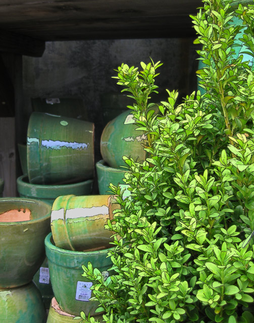 IMG_1236-green-pots640.jpg