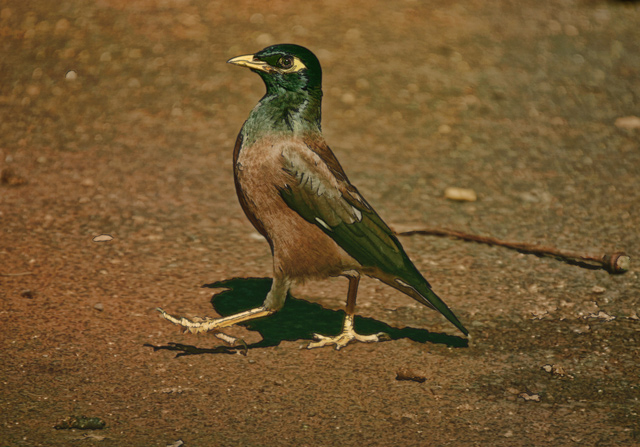 Kauai-bird-FINAL