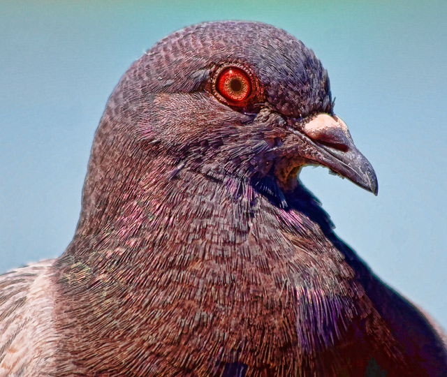 Pigeon for Melethia