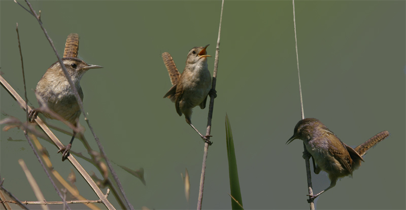 Songbird Trio