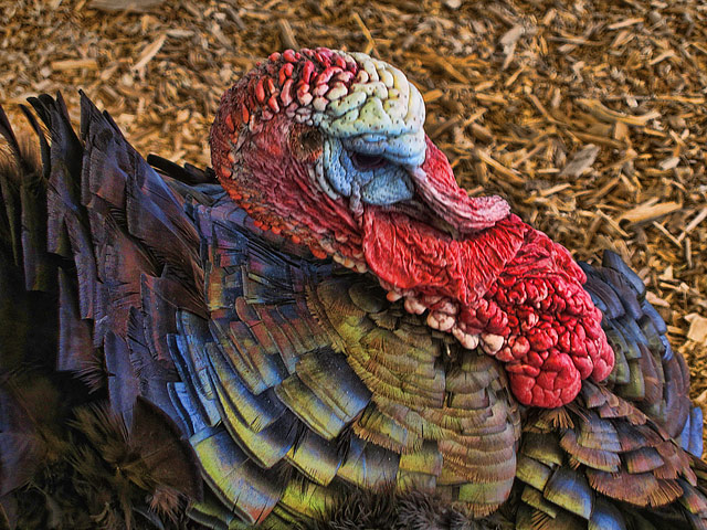 -tom-turkey-