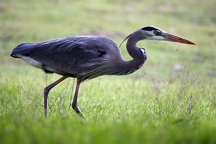 Great Blue Heron