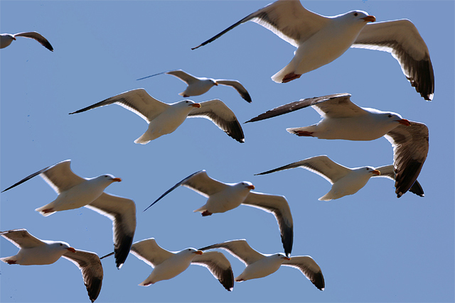 Tight formation!
