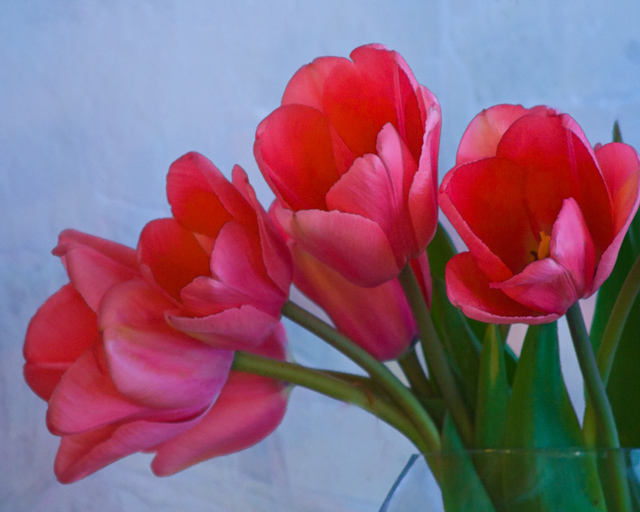 IMG_2102-tulips-original-