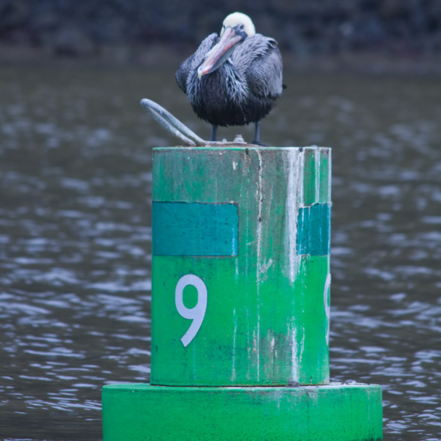 -perched-pelican-