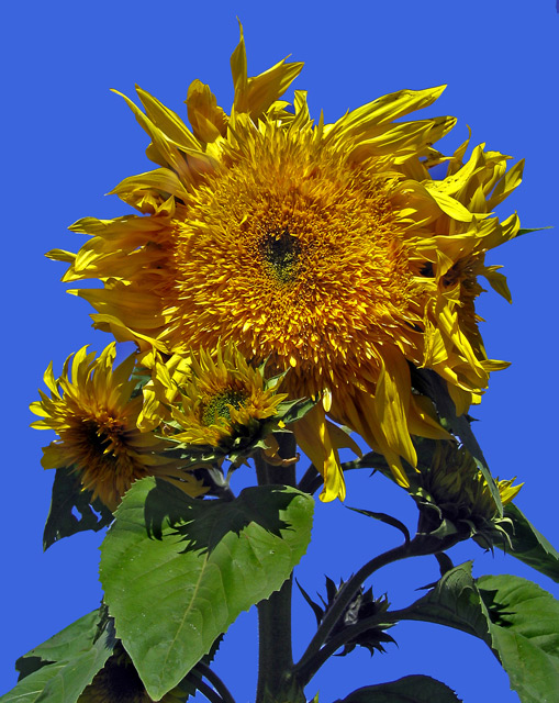 277_7777sunflowerTEST-