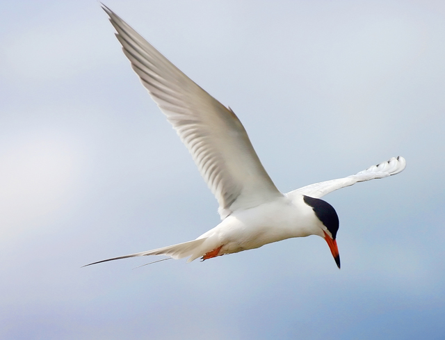 forster's-tern-flying-ORIGINAL