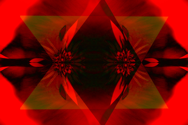 341_4165-poppy-geometric-after