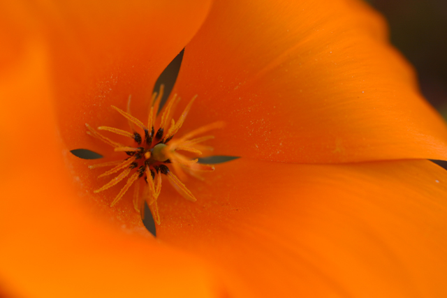 341_4165-poppy-before