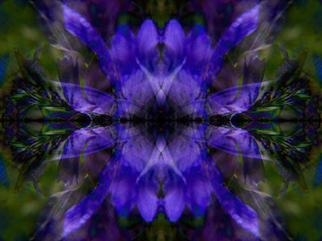 207_0777-douglas-iris-GEO-640.jpg