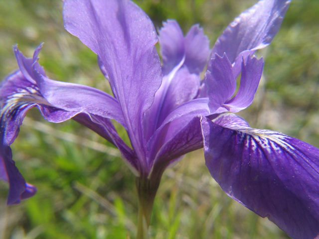207_0777-douglas-iris-ORIG.jpg