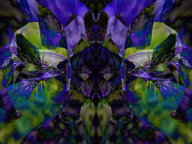 douglas-iris-2-GEO-