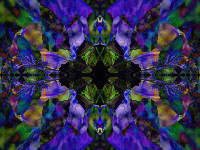 -douglas-iris-6GEO-