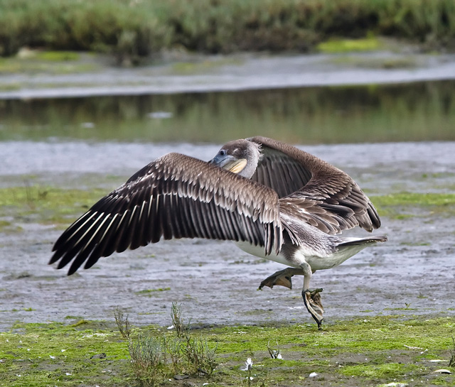 IMG_5309pelican-takeoff