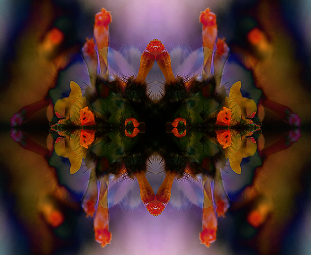 340_4083-wildflower-1-