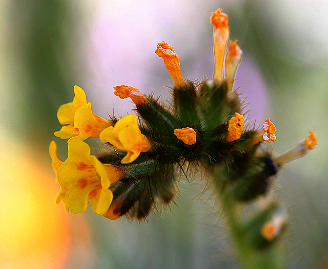 340_4083-wildflower-ORIGINAL