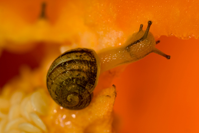 IMG_6448-snail-original-