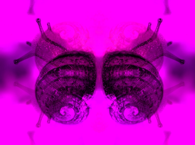 IMG_6448-snail-6-