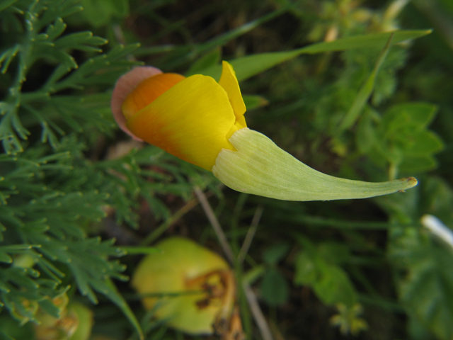 217_1794-poppy-bud-ORIGINAL-640.jpg