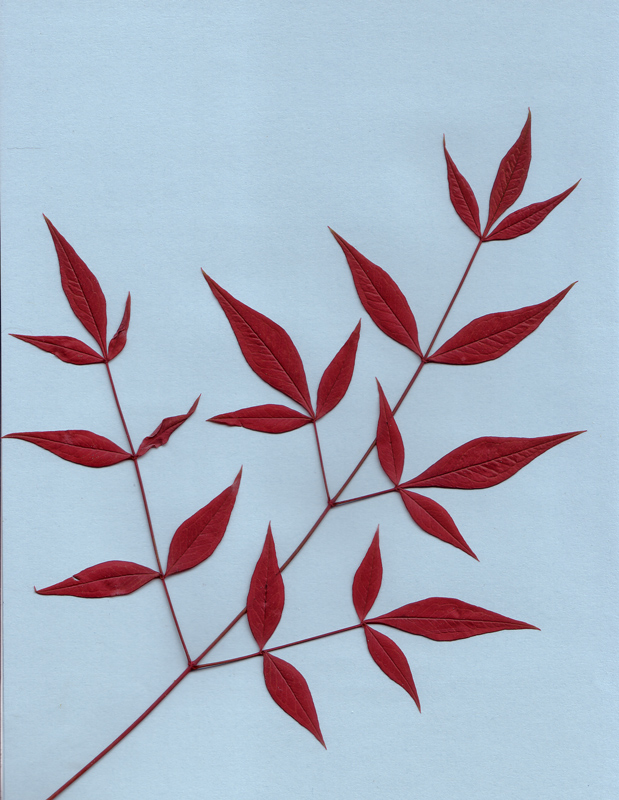 image-one-bamboo-leaves-