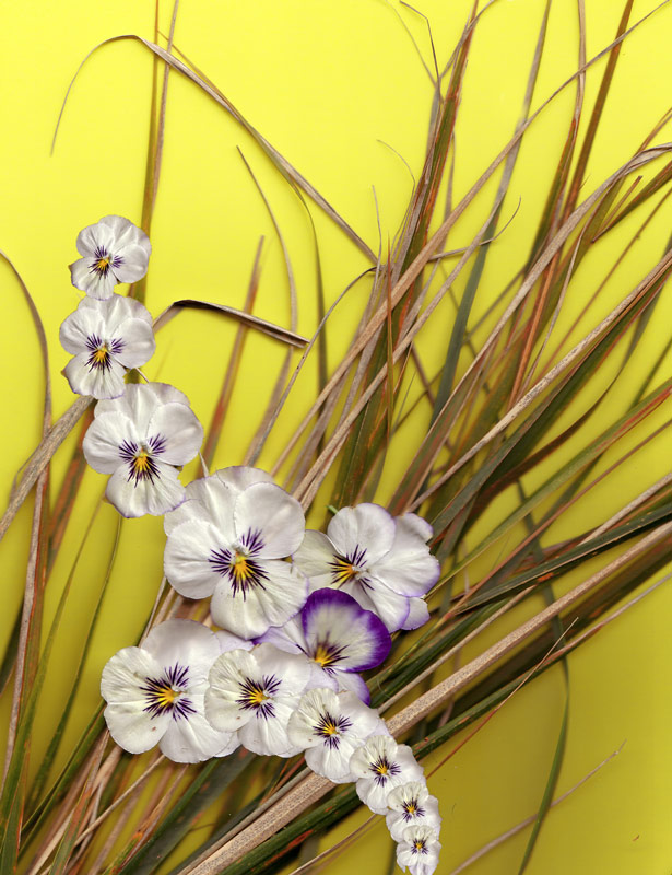 Image-7-pansies-&-grasses-spiral