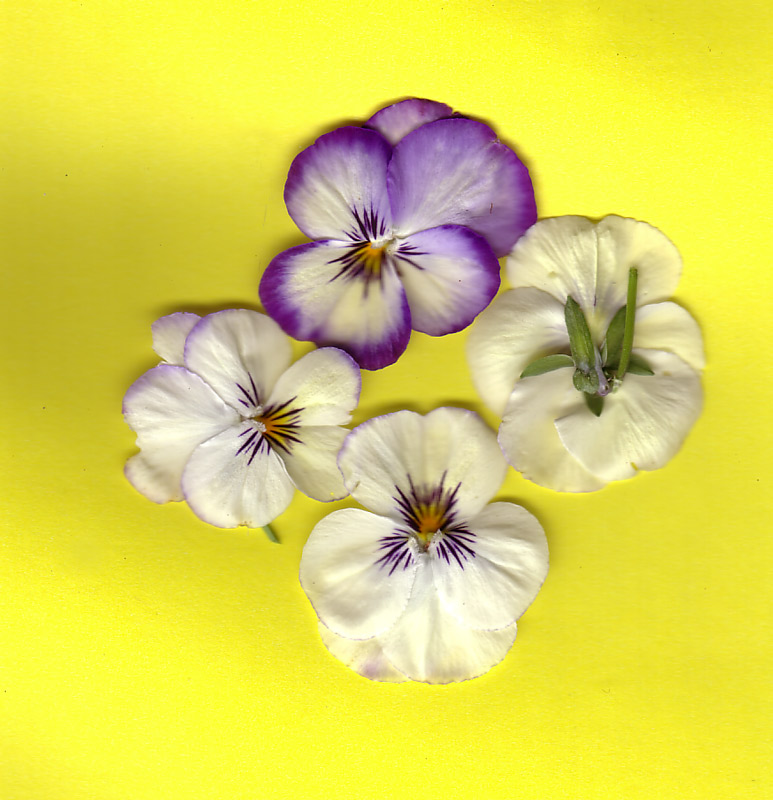 Pansies-original-800.jpg