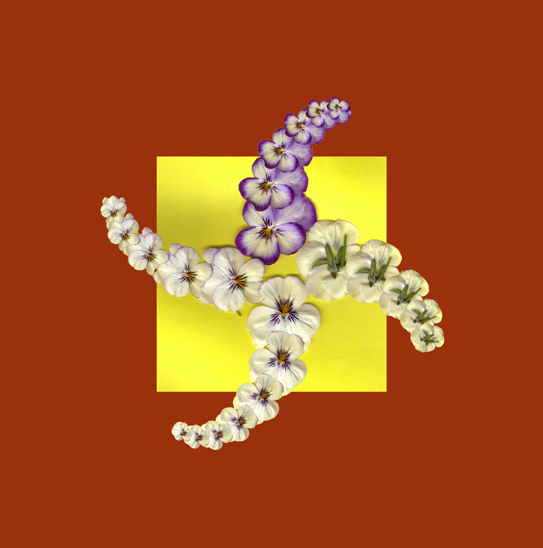 Pansies--plus
