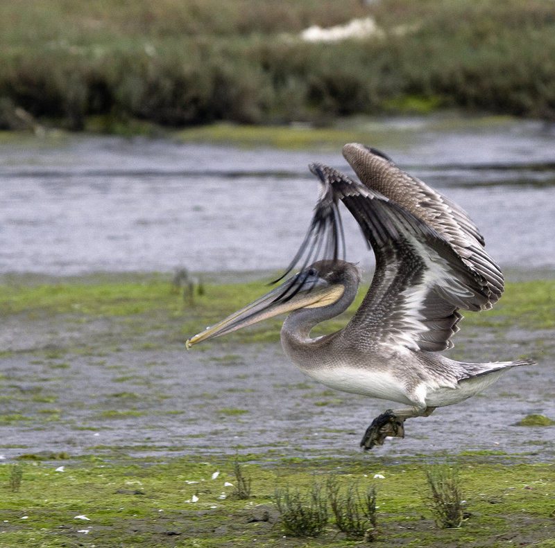 pelican take off.jpg