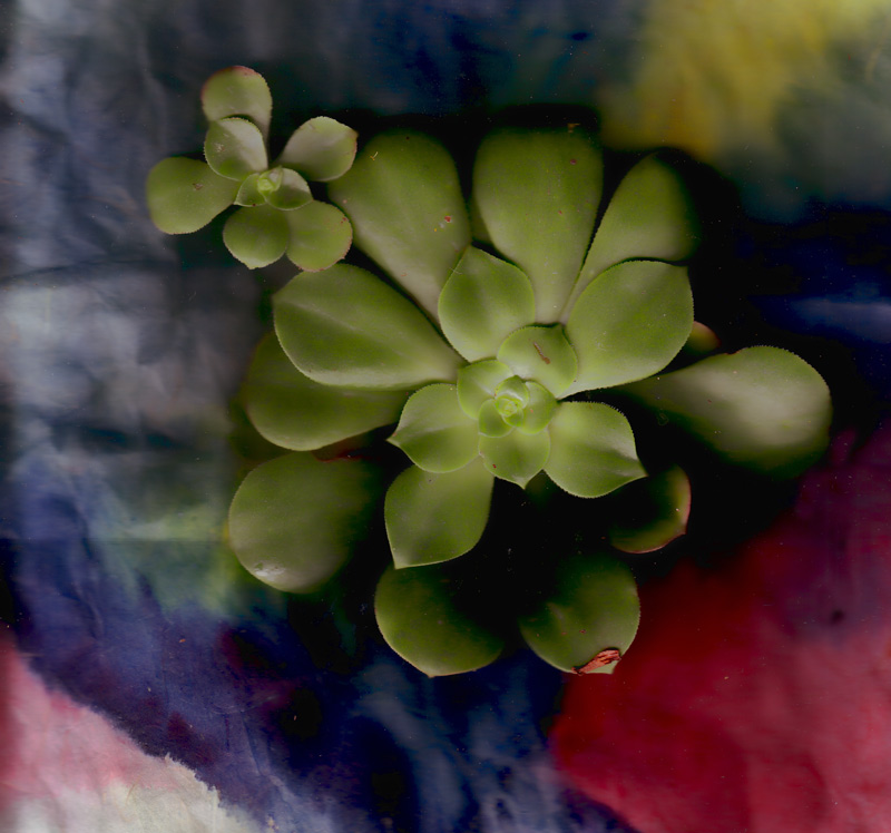 succulent-blurred-
