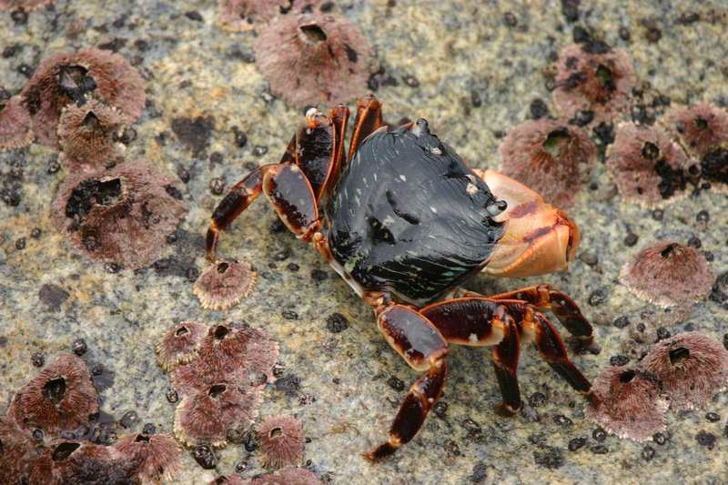 crabby crab.jpg