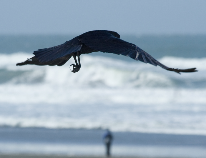IMG_8762-crow-talons-