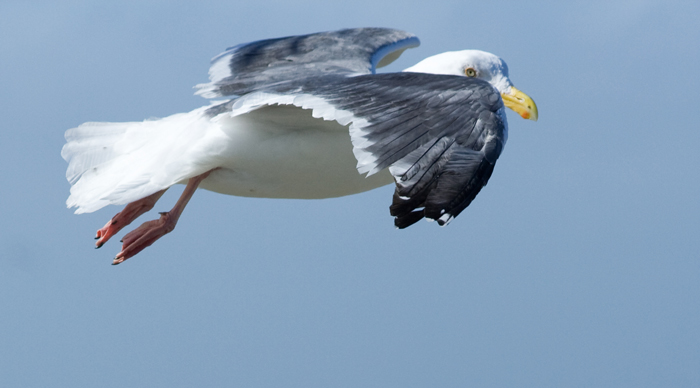 IMG_8698-western-gull-eyes-