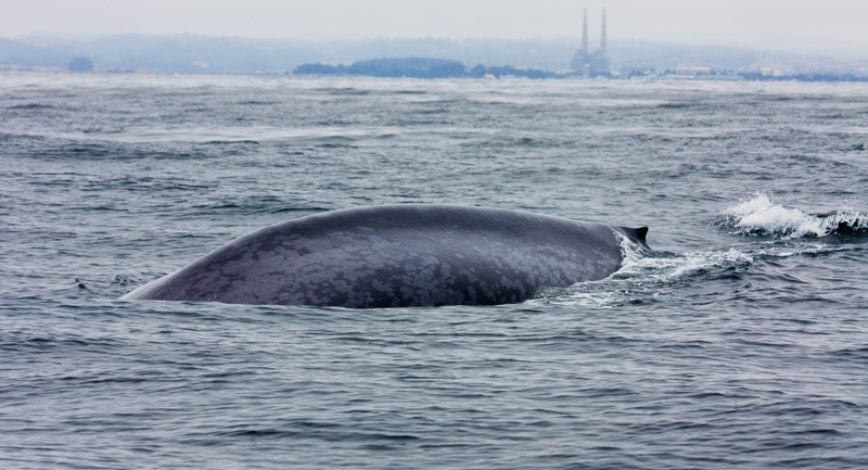 -more of that blue-whale-