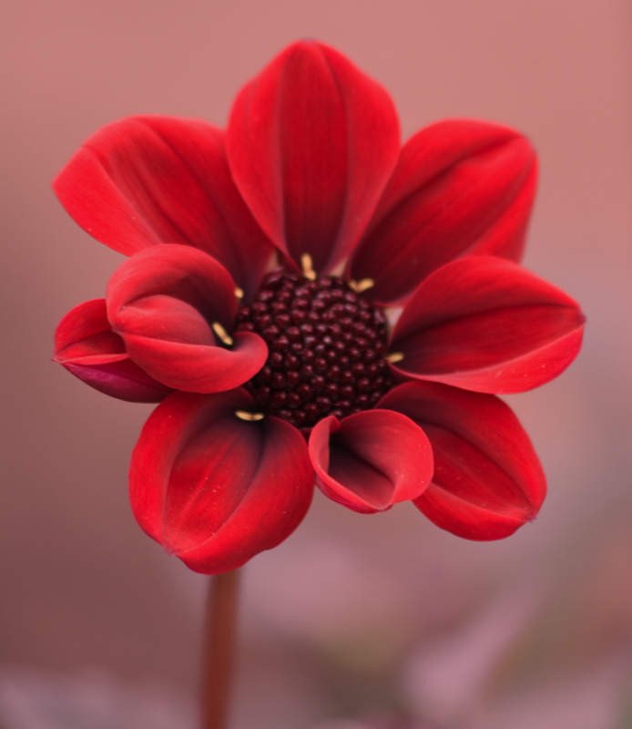 -red-dahlia-