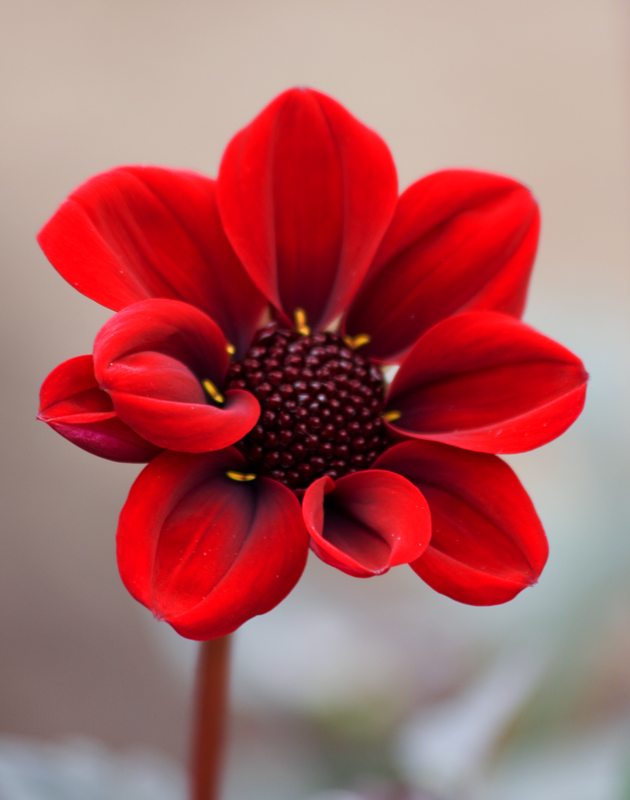 IMG_1646-red-dahlia-original800