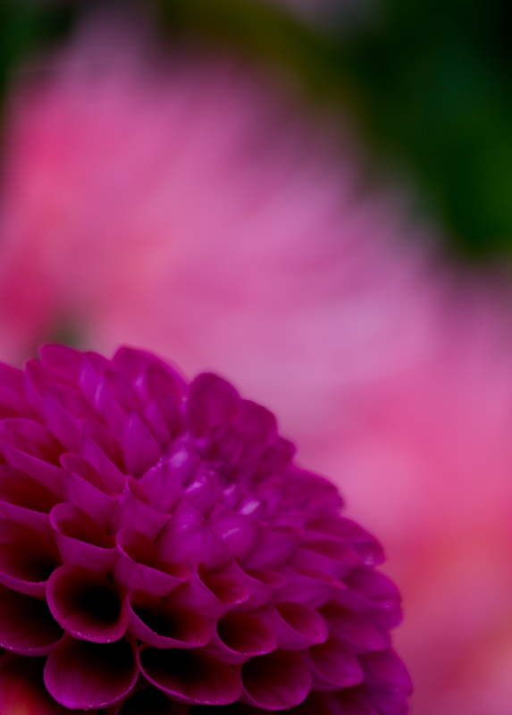 dahlia-halo