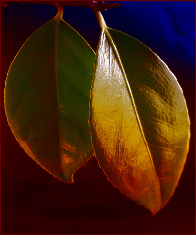 Camellia overlay-bldg