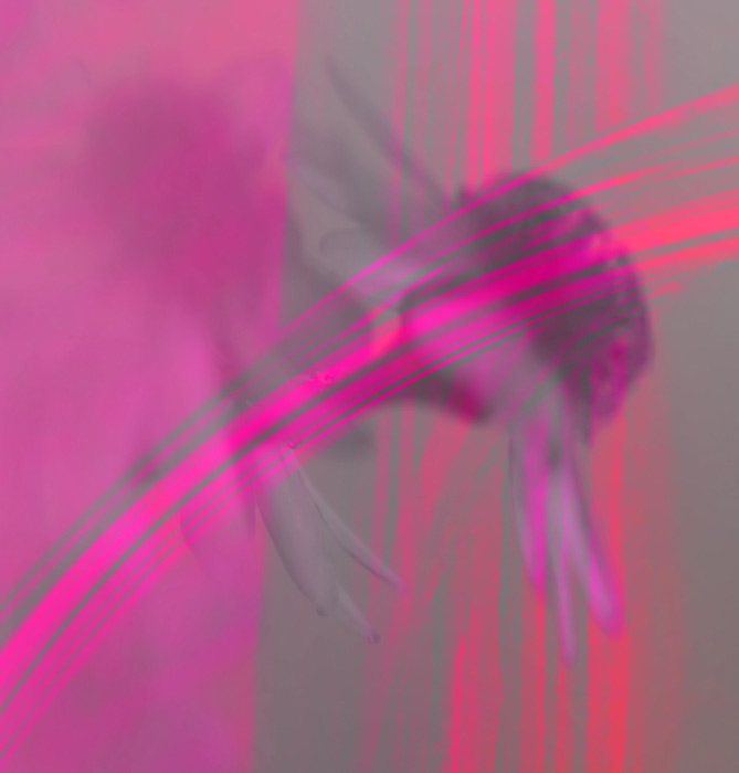 IMG_8020pink-abstract700