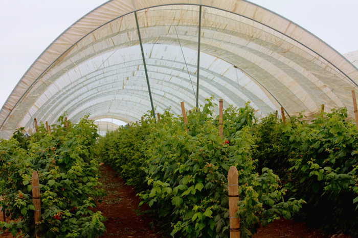 -berry-farm-2