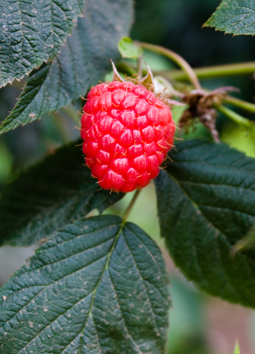 -raspberry-