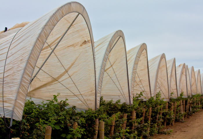 -berry-farm 1-
