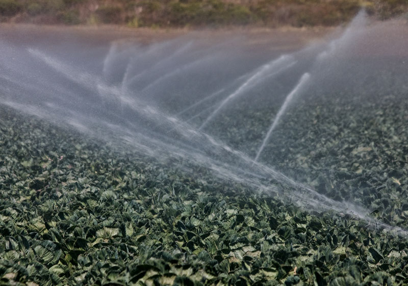 IMG_6245watering-the-brussels-sprouts800