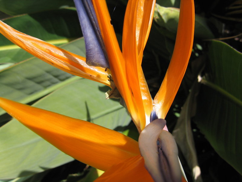 bird of paradise original