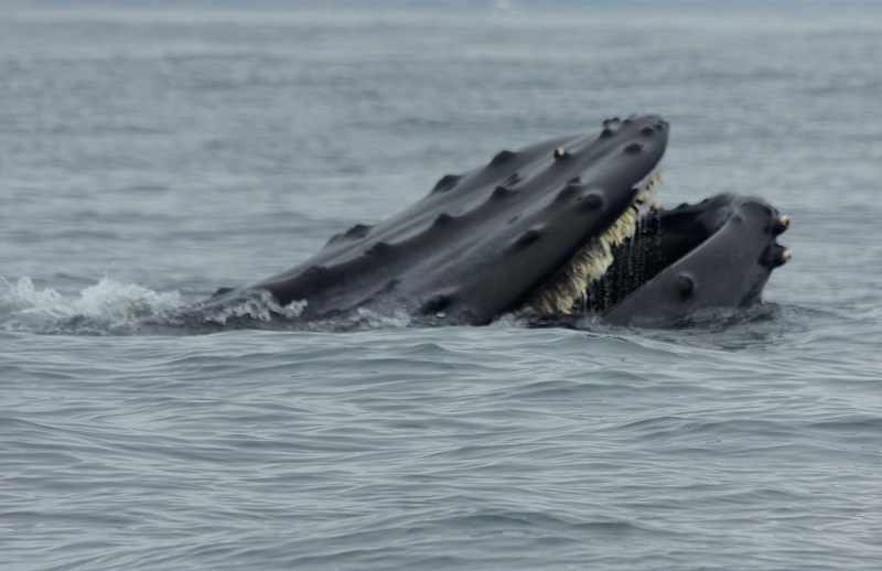 IMG_1802-humpback whale