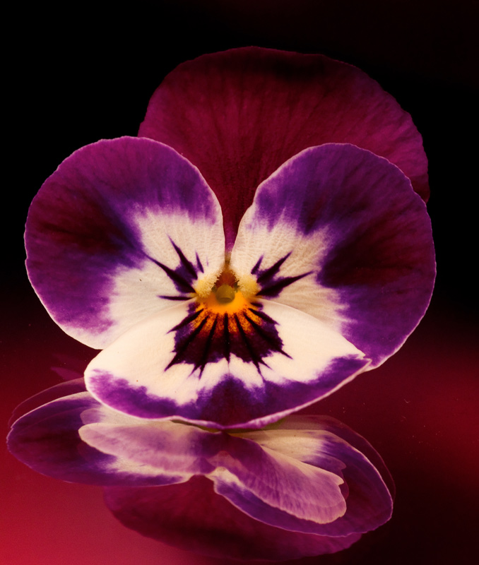 IMG_0436-Pansy-geo-ORIGINAL-800