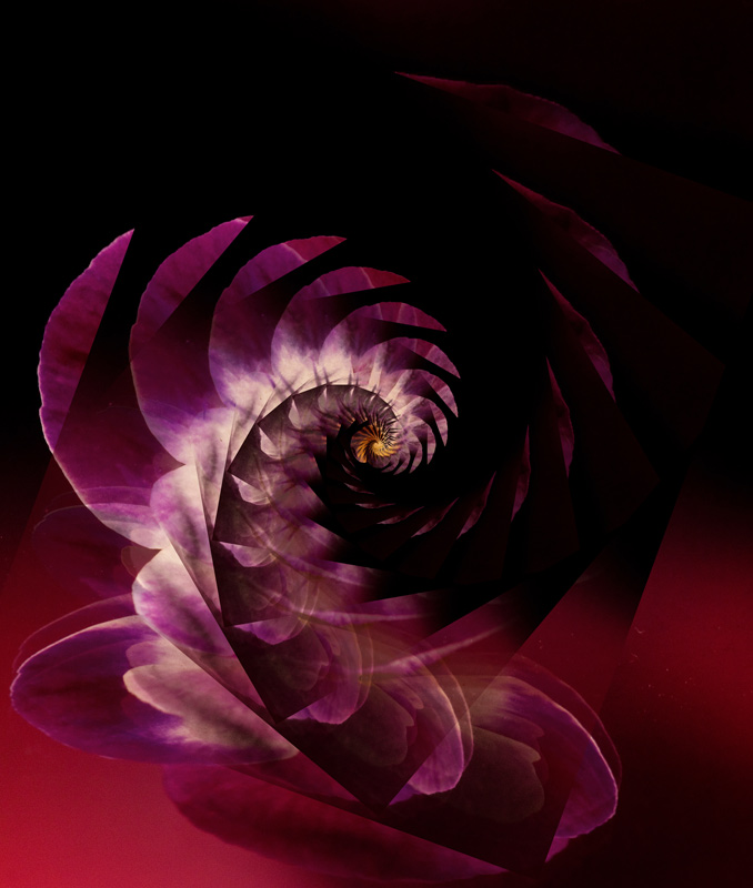 IMG_0436-Pansy-geo-spiral-