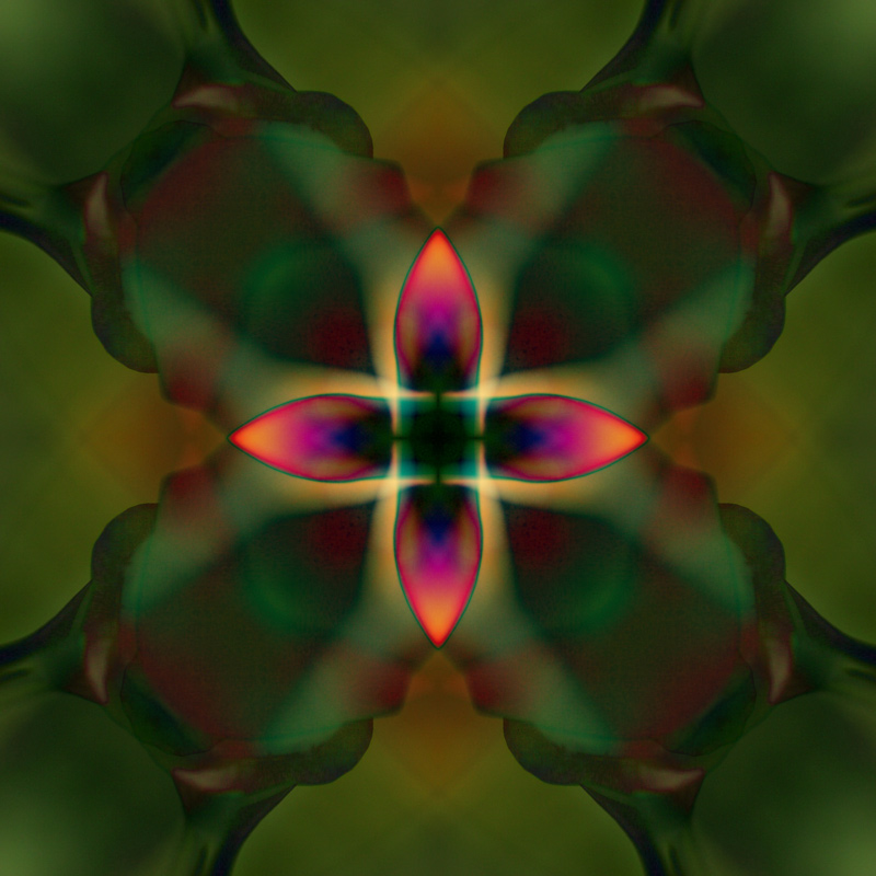 340_4026-poppy-2-800